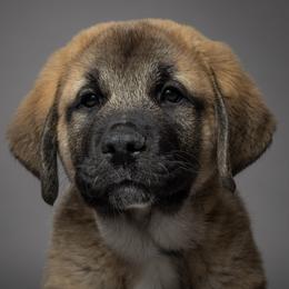 Anatolian Shepherd Dog Puppies from Fiddler’s Dream Anatolians