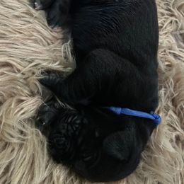 Blue Collar - Black male Cane Corso puppy in Fritch, Texas from Carrie Brown's Cane Corsos