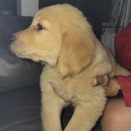 Goldendoodles, Golden Retrievers, and Poodles from Goldens With A Purpose