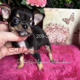 Tiny CityGirl 5000  Video - Black and tan female Chihuahua puppy in Manteca, California from Deb's Chihuahuas California