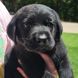 Gray - Black male Labrador Retriever puppy in Siloam Springs, Arkansas from Karemy Kennels (Karemy Labradors)