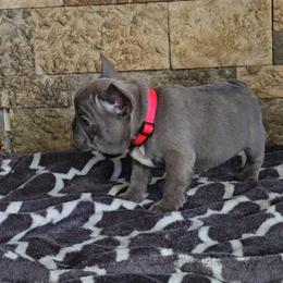 Pink collar - Brindle and white female French Bulldog puppy in North Branch, Minnesota from Halverson Bulldogges