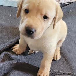 Labrador Retriever Puppies from MnK Family Labs