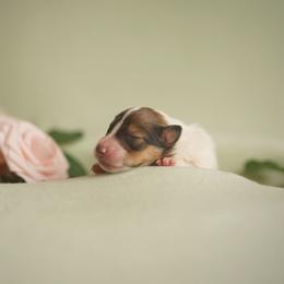Dutchess - White female Collie puppy in Blacksburg, Virginia from Blackberry Hills Cattle dogs and Collies
