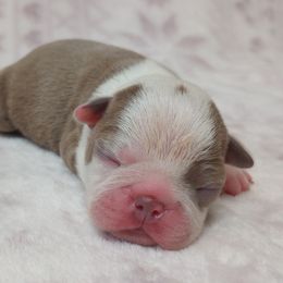Tyke - Lilac male Boston Terrier puppy in Corning, California from SB Bostons