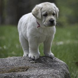 Labrador Retriever Puppies from Sacandaga Labrador Retrievers