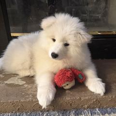 Samoyed Puppies from Frostbourn Samoyeds