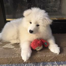 Samoyed Puppies from Frostbourn Samoyeds