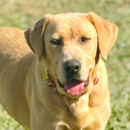Roxee - Labrador Retriever
