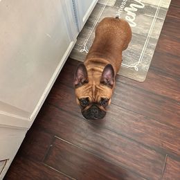 Boston Terrier and French Bulldog All Grown Up from Classic Boston Terriers and French Bulldogs