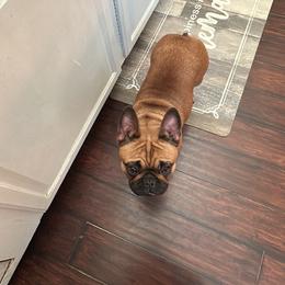Boston Terrier and French Bulldog All Grown Up from Classic Boston Terriers and French Bulldogs