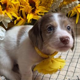 Barbie - Dapple female Dachshund puppy in Fayetteville, West Virginia from Loop Creek Dachshunds