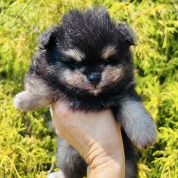 Boy 2 - Black and tan male Pomeranian puppy in Fayetteville, North Carolina from Tar-heel Poms