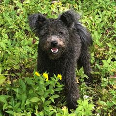 Kabib - Pumi