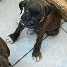 Boxer Puppies from Big Dawg Plantation