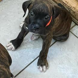 Boxer Puppies from Big Dawg Plantation