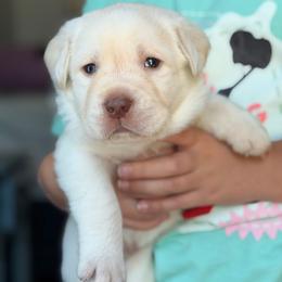 Blue Collar - Yellow male Labrador Retriever puppy in Archer Lodge, North Carolina from Archer Lodge Labradors