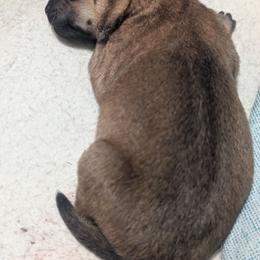 Girl 1 - Red female Hokkaido puppy in Atlanta, Georgia from Tohoku Nozomi Kennel 東北望み荘