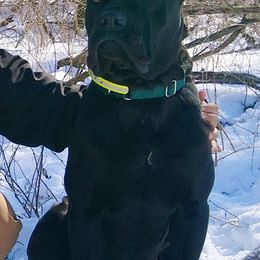 Cane Corso from Colchado's Cane Corso