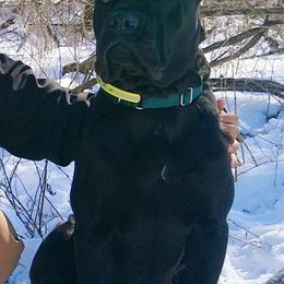 Cane Corso from Colchado's Cane Corso