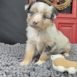 Ash - Blue merle female Toy Australian Shepherd puppy in Granbury, Texas from Best Little Aussies