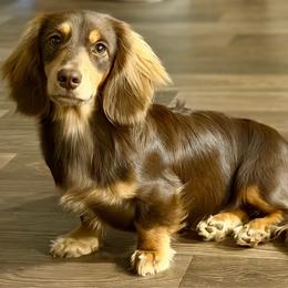 Waylon - Dachshund