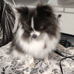 Pookie - Pomeranian