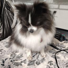 Pookie - Pomeranian