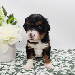 Frisky - Tri-color female Bernedoodle puppy in Granton, Wisconsin from Rose River Farms