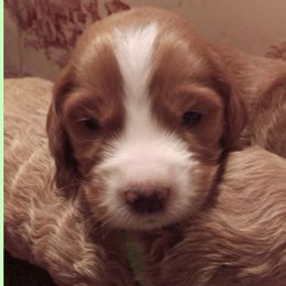 Double Doodle, Goldendoodle, and Labradoodle Puppies from LaLadoodles