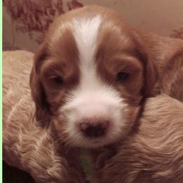 Double Doodle, Goldendoodle, and Labradoodle Puppies from LaLadoodles