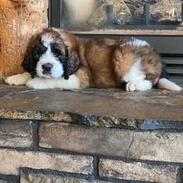 Aussiedoodle, Goldendoodle, Poodle, and Saint Berdoodle Puppies from Rocky Ridge Ranch