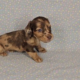 Dachshund Puppies from Newbern's Nuggets