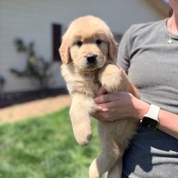 Magnolia - Golden female Golden Retriever puppy in Warrenton, Virginia from Four Lochs LLC