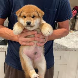 Poncho - Red male Shiba Inu puppy in Milton, Florida from Moonlight Shibas