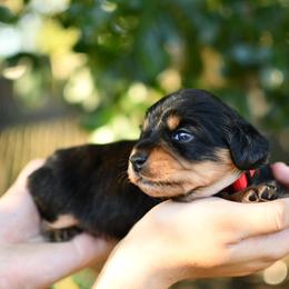 Uno - Black and tan female Dachshund puppy in Youngstown, Florida from Paradox Dachshunds