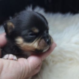 LARC - Black and tan male Chihuahua puppy in Tremonten, Utah from Qu-Te's Chihuahuas