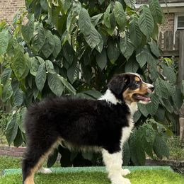 Australian Shepherd Puppies from Mtn Hollow