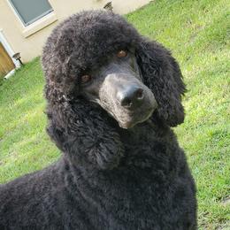 Jena - Poodle