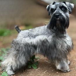 Chloe - Miniature Schnauzer