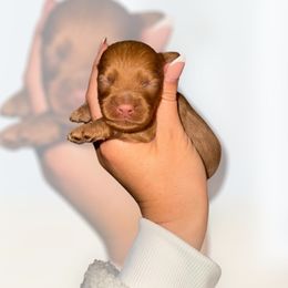 Arlo - Buff male Cockapoo puppy in 77304, Texas from Little Valley Puppies