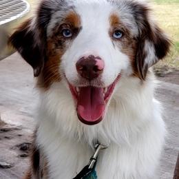 Draco - Miniature Australian Shepherd