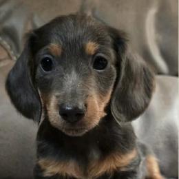 Silver - Black and tan male Dachshund puppy in Washburn, Tennessee from Broken Arrow Miniature Dachshunds
