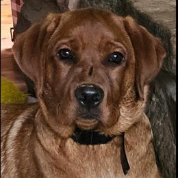 Labrador Retrievers from Oakley's Ohio Labradors