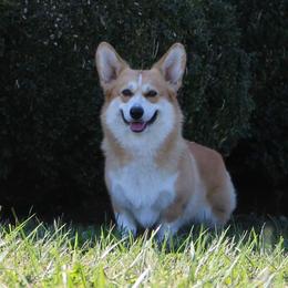 Bugsy - Red female Pembroke Welsh Corgi puppy in Powhatan, Virginia from Ranch Hand Corgis