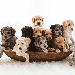 Australian Labradoodles from JNB Stables