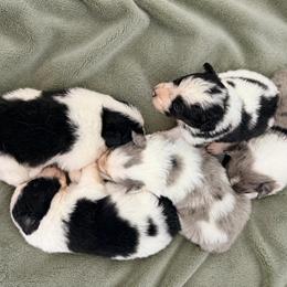 Male 2 - White and blue merle male Border Collie puppy in Shell Knob, Missouri from Stoneridge Kennel