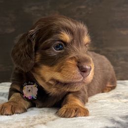 Manny The Monkey - Chocolate and tan male Dachshund puppy in Dothan, Alabama from Little House Pups