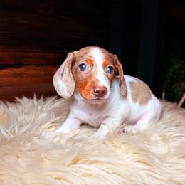 Faye - Dapple female Dachshund puppy in Washburn, Tennessee from Clinch Mountain Dachshunds
