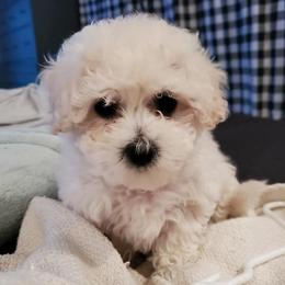 Bichon Frises from Havenkennels